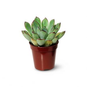 Mini succulent plant