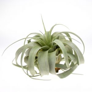 Air plant